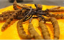 Thị trường đông trùng hạ thảo "loạn" giá, chất lượng bị thả nổi?