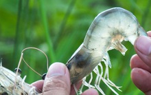 Thực phẩm Sao Ta (FMC): Quý 2 lãi 76 tỷ đồng, tăng 46% so với cùng kỳ 2020