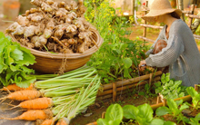 Cuộc sống yên bình bên khu vườn 2000m² sau hai năm bỏ phố về quê của cặp vợ chồng 9X