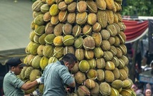 Ngỡ ngàng sự thật sau màn rao bán sầu riêng "không chạm đất", giá 2,7 triệu/quả