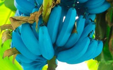 Giống chuối xanh biếc kì lạ tưởng chỉ là photoshop nào ngờ có thật 100%, lại còn được trồng ở rất gần Việt Nam