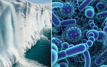 Các nhà khoa học rã băng vĩnh cửu ở Tây Tạng, tìm thấy 28 chủng virus cổ đại chưa từng được biết đến