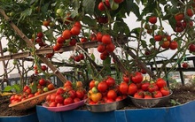 Mẹ Đà Nẵng tạo ra “nông trại” rau quả sạch trên tầng thượng giúp cả nhà vui khỏe trong những ngày giãn cách