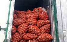 Khoai tây Trung Quốc lại đổ về xứ rau Đà Lạt