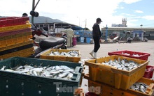 Cảng cá lớn nhất miền Trung ra sao trước giờ đóng cửa?
