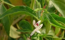 Hiểu đúng về Xuyên tâm liên - vị thuốc được dùng điều trị cho bệnh nhân COVID-19 trong đợt dịch thứ 2 tại Bắc Giang