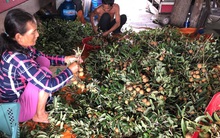 Bà Rịa-Vũng Tàu cho doanh nghiệp vay vốn lãi suất 0% để phục hồi sản xuất