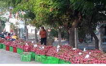 Bình Thuận tìm đầu ra cho trái thanh long