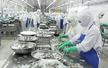 Xuất khẩu thủy sản khó tứ bề