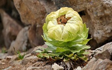 Loài hoa bước ra từ truyền thuyết được ví như tiên dược, giới nhà giàu Việt “sủng ái” tới mức bỏ hàng chục triệu để săn lùng