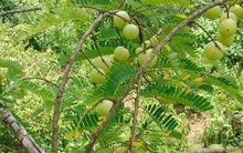 Quả hoang mọc đầy rừng giờ được “lùng mua” nửa triệu đồng/kg vừa là quà vặt của chị em vừa chữa cao huyết áp, giảm tiểu đường