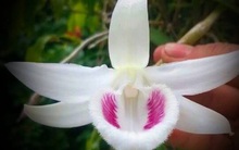 "Thổi giá" lan đột biến giả, chiếm đoạt tiền tỷ