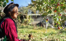 Xu hướng di cư ngược ở Trung Quốc: Bỏ phố về quê và kiếm hàng chục triệu đô mỗi tháng nhờ livestream bán nông sản