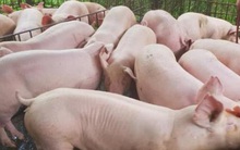 Giá cám tăng cao, lợn hơi bị ép giá, người nuôi lợn… lỗ nặng