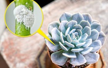 7 loại cây cảnh nhìn thì đẹp nhưng lại tiềm ẩn nguy hiểm, muốn trồng trong nhà phải cân nhắc kỹ