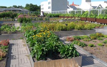 Giữa mùa dịch, gia chủ làm vườn, trồng rau trên mái nhà