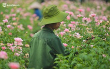 Ảnh: Hoa nở rộ nhưng người nông dân Tây Tựu vẫn phải nuốt nước mắt, cắt hoa bỏ đi vì không thể bán giữa dịch Covid-19