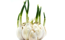 Tỏi mọc mầm có ăn được không? Ăn vào có độc không?