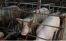 Việt Nam mỗi năm cần từ 28 - 30 triệu tấn nguyên liệu thức ăn chăn nuôi