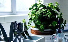 7 loại cây "thần dược" cực tốt cho sức khỏe, trồng trong nhà để lúc nguy cấp có thể dùng luôn