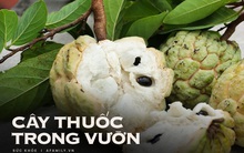 Ăn na chữa được bệnh gì và chia sẻ từ chuyên gia Đông y