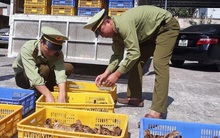 Gia cầm nhập lậu tăng mạnh, phát hiện virus cúm A/H5 có thể lây sang người