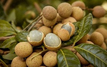 Ăn nhãn thế nào để vừa chữa mất ngủ, bổ khí huyết, tăng trí nhớ lại vừa ăn uống ngon miệng hơn?