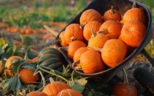 Bí đỏ rất bổ nhưng chớ ăn với những thực phẩm này, có thể gây ngộ độc, tử vong