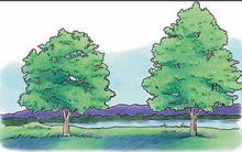 Từ câu chuyện nên chặt bạch dương hay cây thông, BIẾT NGAY lí do thất bại của nhiều người