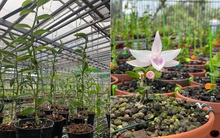 Vỡ mộng bạc tỷ, lan đột biến trăm triệu treo bờ rào, 'bóc phốt' rầm rập