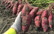 27.000 tấn khoai lang tím ở Vĩnh Long cần hỗ trợ tiêu thụ