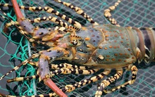 Tôm hùm từ món ăn xa xỉ của người giàu giờ rớt giá thê thảm, "chạm đáy" vì dịch