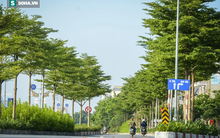 Cận cảnh hàng cây bàng lá nhỏ, chà là trong vụ Tổng Giám đốc công ty cây xanh Hà Nội bị bắt