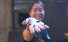 Startup Singapore này đang dùng côn trùng để "biến rác thành vàng", mở ra thế giới mới cho ngành vật liệu sinh học