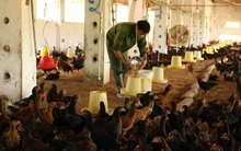 Gà thịt ế chưa từng thấy, giá bán "rẻ như cho"