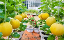 Khu vườn bạt ngàn các loại dưa và nho trên sân thượng 50m² của mẹ đảm Sài Gòn