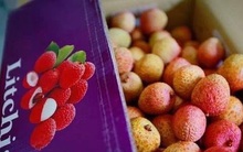 Lần đầu tiên vải thiều tươi Việt Nam được vận chuyển thành công sang châu Âu bằng container đường biển