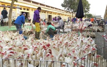 Hà Nội: Phát hiện ổ dịch cúm gia cầm A/H5N8, lại lo bùng phát tại các chợ đầu mối
