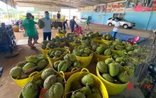 Đặc sản vạn người mê giảm giá nhẹ, chủ vườn vẫn lãi cao