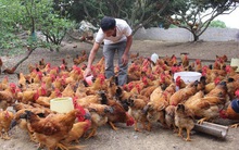 Có thể xảy ra khủng hoảng thiếu gia cầm vào Tết này