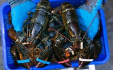 Hải sản chạy đua giảm giá sốc, tôm hùm Alaska chỉ từ 349.000 đồng/con, cua biển giá 250.000 đồng/kg