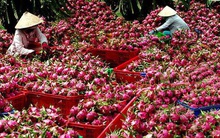 Hàng triệu tấn nông sản sắp thu hoạch 'kêu cứu' tiêu thụ