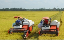 Vinafood 1 và Vinafood 2 vì sao không “ra tay” thu mua lúa Hè Thu?