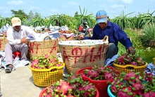 Lo đầu ra cho hàng triệu tấn nông sản ra sao?