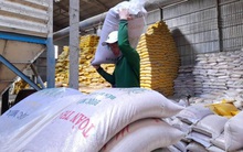 Doanh nghiệp nêu lý do chưa mua lúa của dân