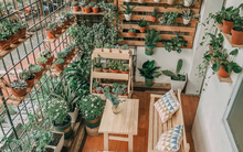 Chiếc ban công khu tập thể đẹp nức lòng người hâm mộ: Vô vàn loại cây hot hit, trầm trồ nhất là góc lavender tím nhìn mà mê mẩn