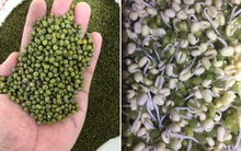 Ở nhà chống dịch, chị em đua nhau làm giá đỗ, giá đậu xanh tăng mạnh