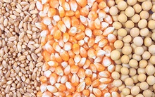 Bão Ida ở Mỹ gây ác mộng cho thị trường nông sản châu Á