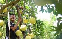 Bưởi đặc sản Phúc Trạch khó đầu ra, dân thấp thỏm lo bão đổ bộ