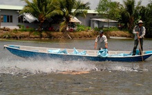 Mỗi ngày có 1-1,3 tỷ đồng đặt combo qua trang web của Bộ NN&PTNT